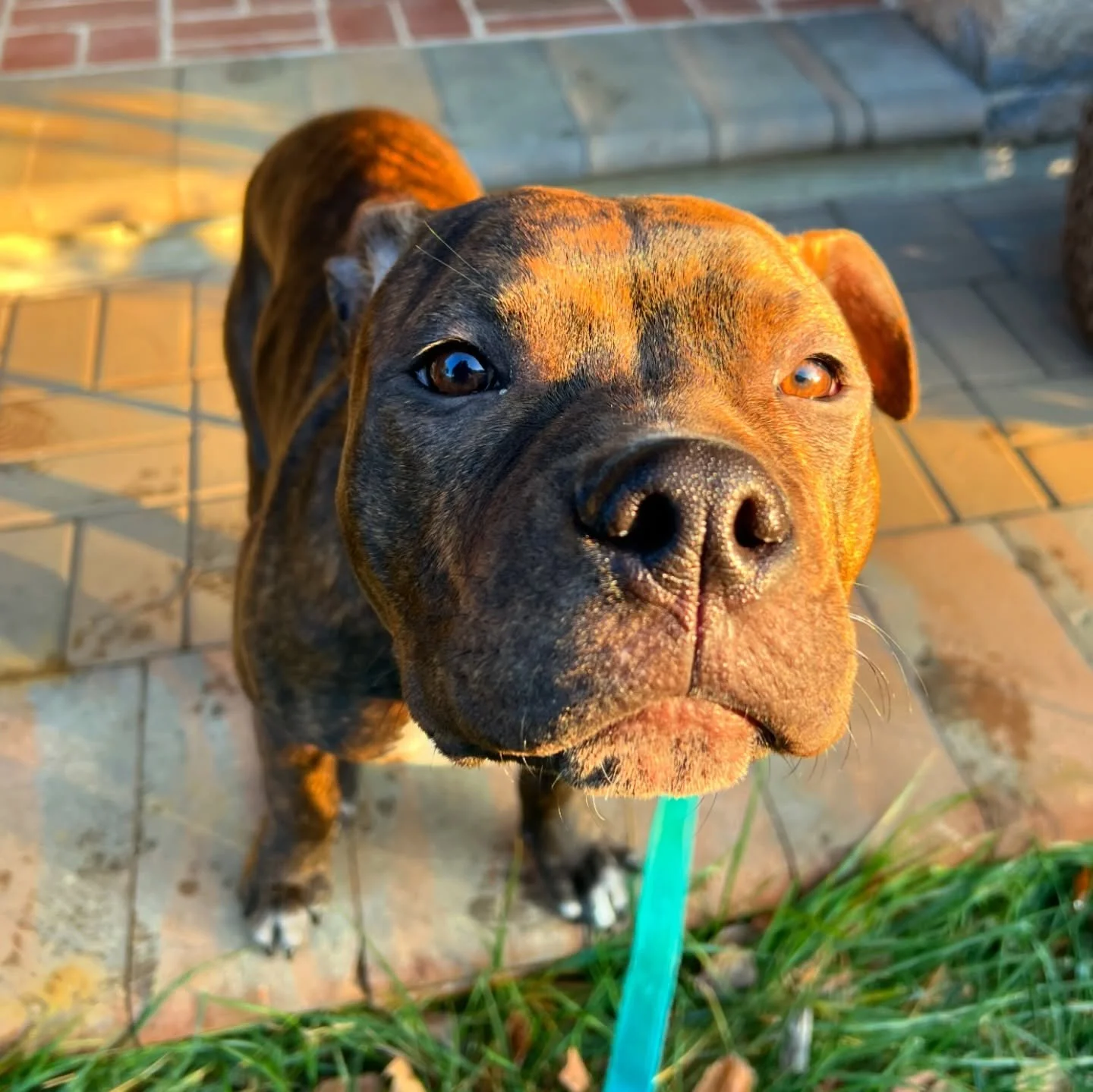 Hero &amp; Mozzie got a new little brother, Perry! 🐾 He is the cutest pittie mix puppy! Welcome Perry to the Paws &amp; Claws Pack! 💕