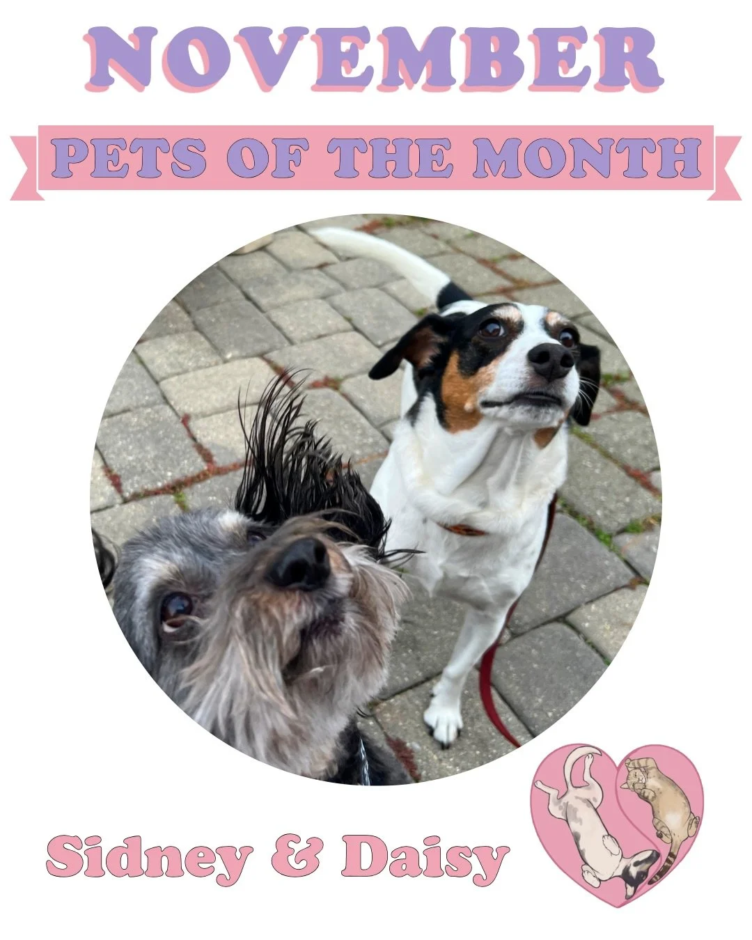Our November Pets of the Month are Sidney &amp; Daisy! 🦃🍂 I know I&rsquo;m posting this a little late into the month, but these two deserve their moment to shine!! ✨ I met them at my first doggie daycare job and immediately recognized them at their