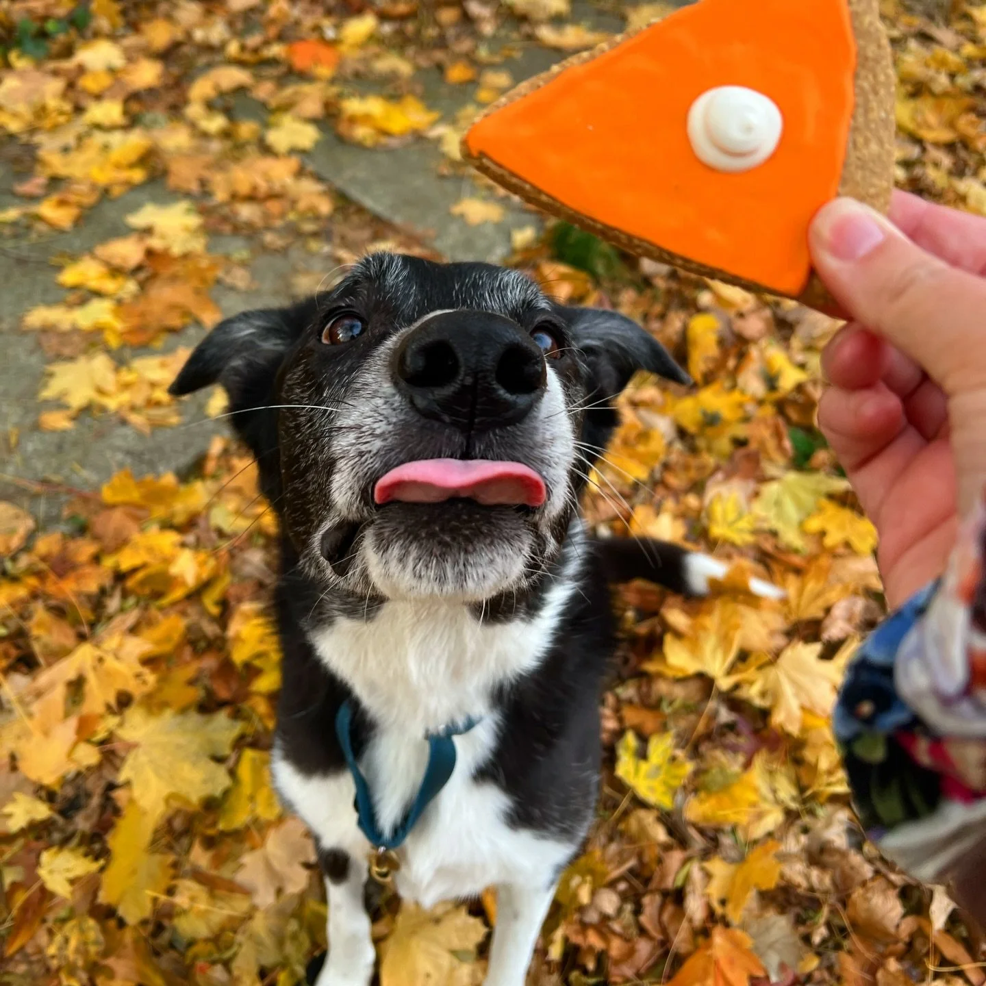 Happy Thanksgiving from the Paws &amp; Claws Pack!! 🦃🐾🤎 We hope everyone enjoyed the holiday with their friends, family, and fur babies! Our pups this week were spoiled with Thanksgiving-themed cookies from @gretas_goodies! I am eternally grateful