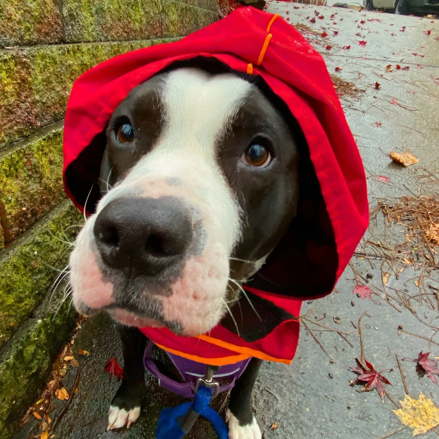 Yesterday was a rainy one! 🌧️ Some dogs sprint into puddles like it&rsquo;s their calling, and some tiptoe out like &ldquo;absolutely not.&rdquo; 😂 Either way, we make sure they get plenty of love, a good towel dry, and stay comfy for the rest of t