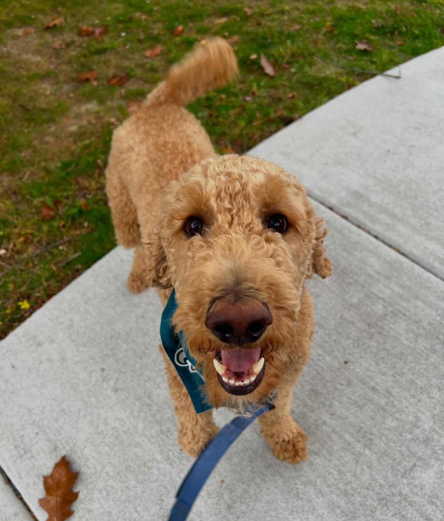 Some recent newbies 💕 Mario is a 2 year old golden doodle, Mila &amp; Ella are 5 year old cats who are also litter mates, Nicco &amp; Nova are 4 year old mastiff mix siblings (but aren&rsquo;t related), and Roxy is an 11 year old golden doodle! 🐾