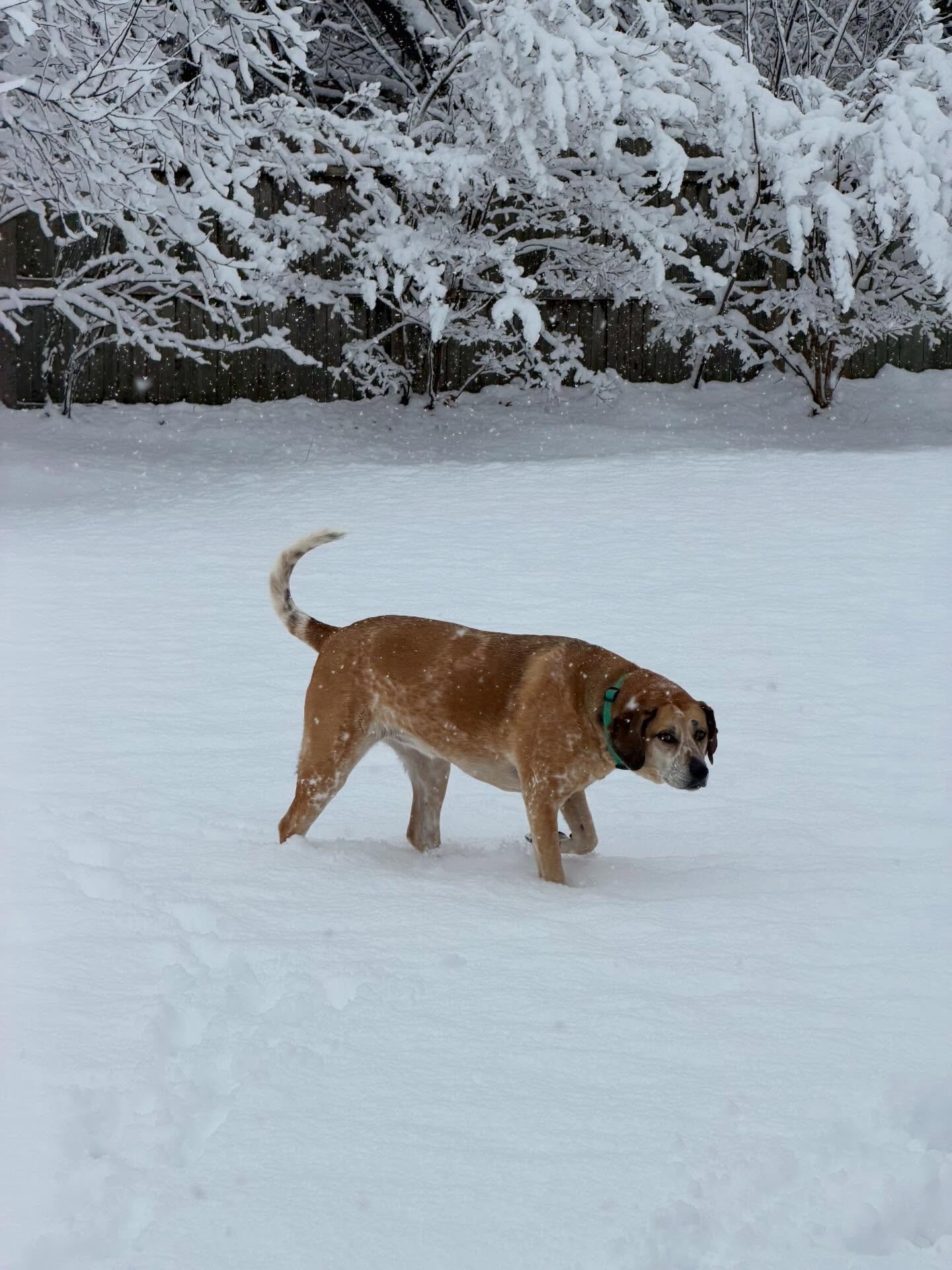 Only 11 Days Left Until Christmas, and it&rsquo;s a Winter Wonderland today! ❄️ Rylee and her sister Myah enjoyed their breakfast visit this morning and got some time playing in the fresh snow!

We believe reliability is the foundation of trust, and 