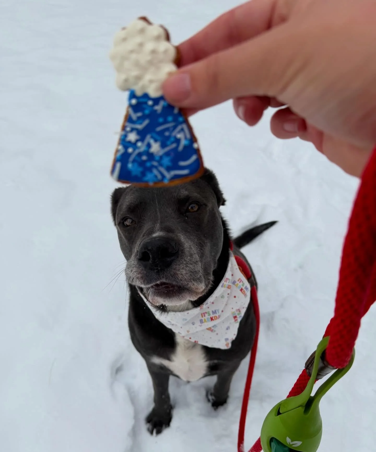 10 More Days Until Christmas! 🎉 We love celebrating every milestone with our Paws &amp; Claws family!

Help us wish a HUGE Happy 4th Birthday to the cutest duo, Nicco and Nova! Their special days are only a week apart from each other, so we celebrat