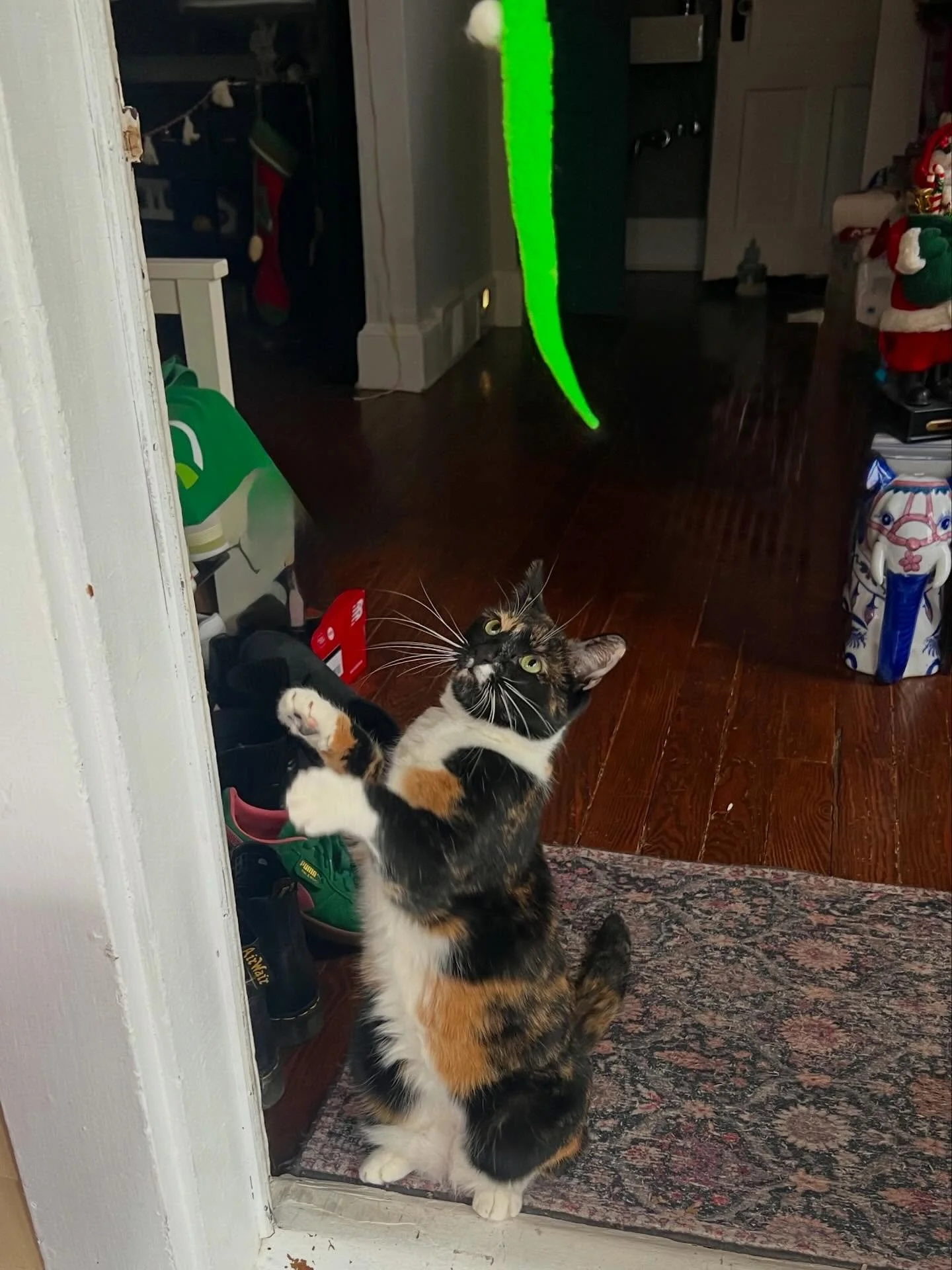 9 Days Until Christmas! 🎄✨

Did you know that one of the biggest benefits of a pet care team is finding the &lsquo;pawfect match&rsquo; for every personality?

Take sweet Fig, for example! 🐱 Fig is a bit shy and usually stays tucked away in her fav