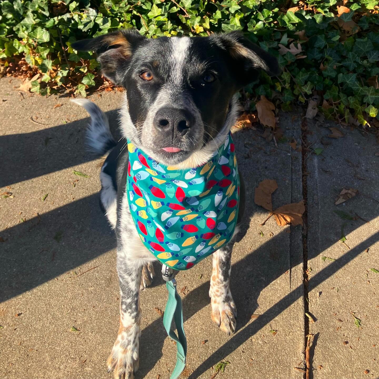 Christmas is exactly one week away!! 🎁 Our pups are having a blast dressing up for festive pictures and being spoiled with Christmas cookies and toys! ❤️

We truly love making the holidays extra special for our furriends! We also want to say a huge 