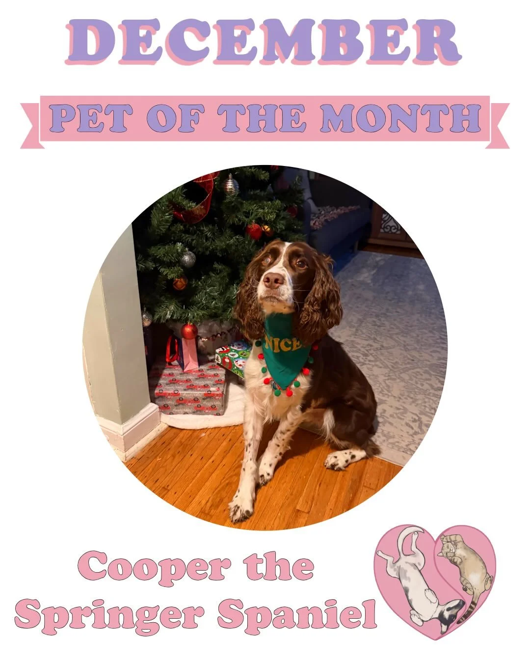 6 days &lsquo;til Christmas and Cooper is &lsquo;springing&rsquo; into the holiday spirit as our December Pet of the Month! 🎉 Cooper is a 4-year-old Springer Spaniel who is definitely on Santa&rsquo;s nice list! 🎅🏼

We&rsquo;ve had the pleasure of