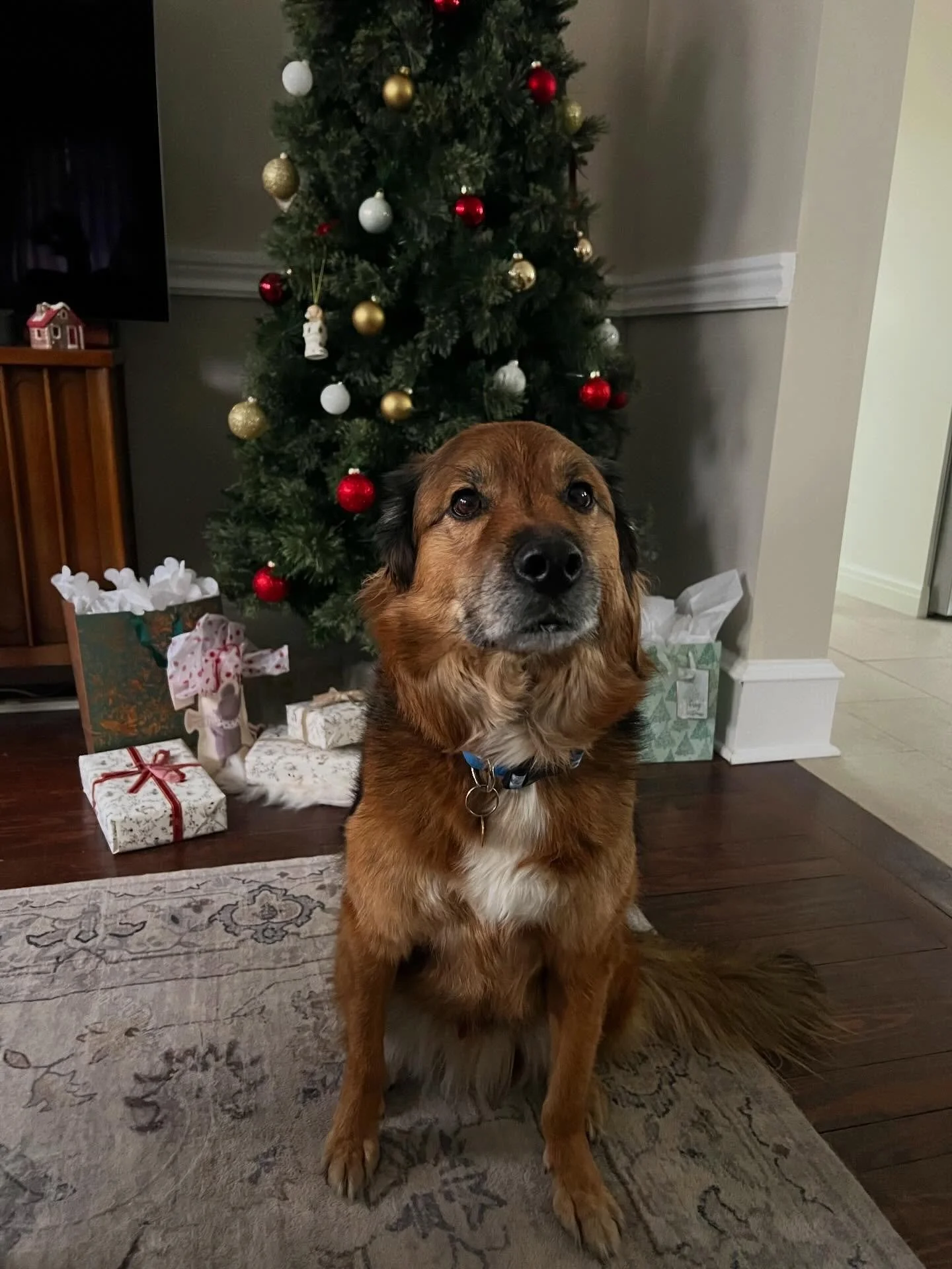 5 Days Until Christmas! 🎄Who needs ribbons and bows when you have wagging tails and puppy dog eyes? We&rsquo;ve officially decided that a tree just isn&rsquo;t complete until there is a pup sitting underneath it! They are the real stars of the seaso