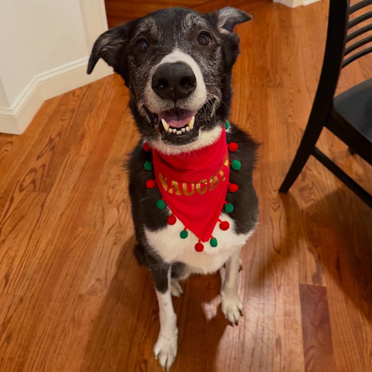 Only 4 sleeps to go! 🎅🏼 Swipe for some festive fur-friend cuteness to brighten your countdown! 🐾✨ We know the final stretch of the holidays can get a little hectic. Whether a dinner party is running over or you&rsquo;ve received a last-minute invi