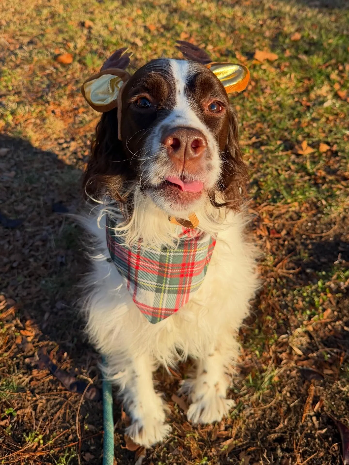 Remy, Bianca &amp; Finn would like to remind everyone that Christmas is only 3 days away! 🦌 We would also like to take a moment to thank our amazing clients for letting us spend our year taking care of your beloved pets! We&rsquo;re so grateful for 