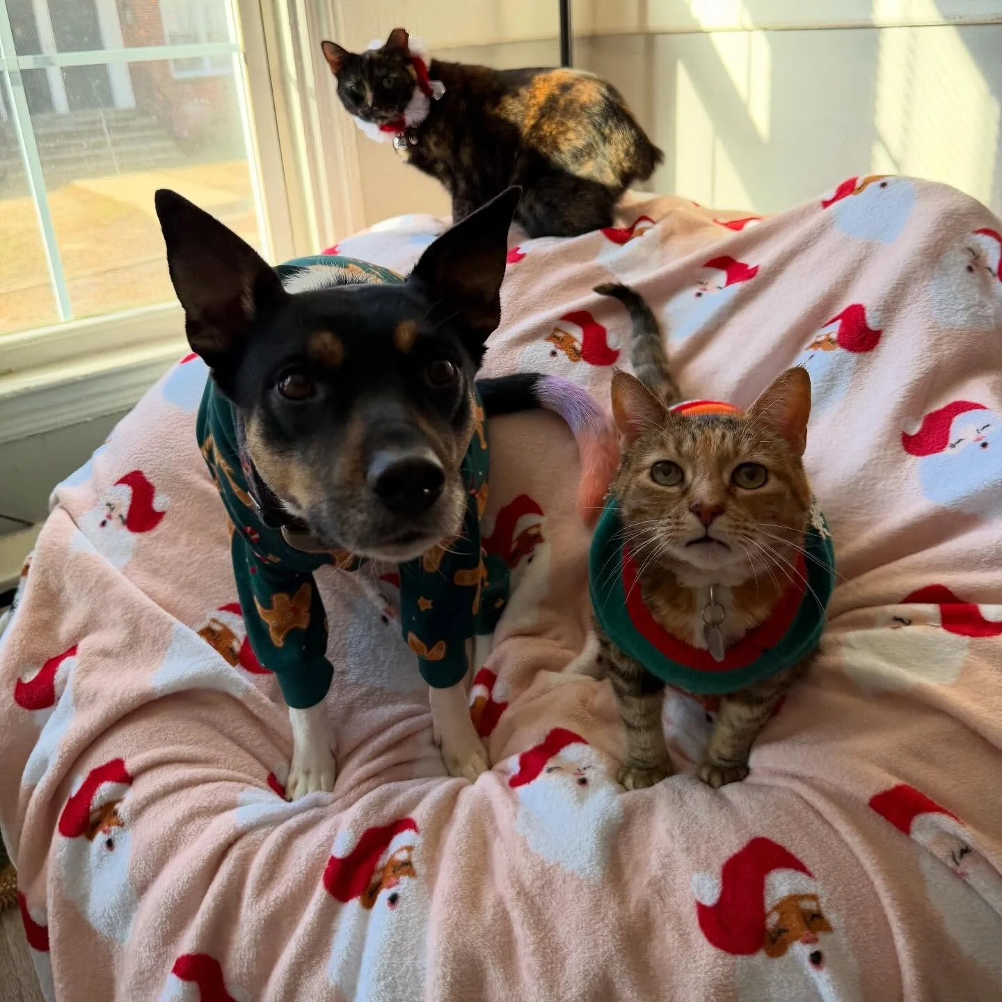 Merry Christmas Eve from my girls! ✨🎅🏼🐾 Only one day until Santa Clause is coming to town!!