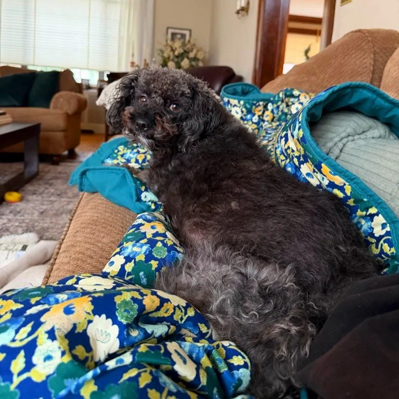 If you haven&rsquo;t booked an overnight with us recently, things look a little different now! 💤 Over the past year, we have perfected our overnight structure to focus on consistency and peace of mind, ensuring your pups stay in a routine that feels