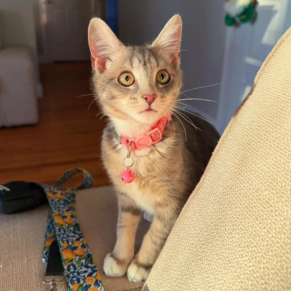 New year, new friends! 🐾✨

2026 is off to the best start! Join us in welcoming the latest members of the pack! 

🧶 Sadie is Sally the black cat&rsquo;s new kitten sister! This girl has non-stop energy and is officially the toy-chasing champion of t