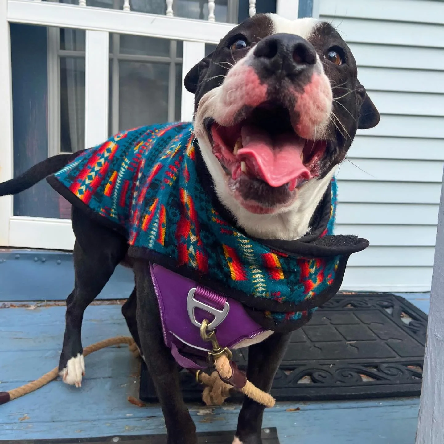 Happy Friday! What an incredible first week back with the whole pack! 🐾There is nothing like the energy of our weekly regulars to kick off a new year of wagging tails &amp; walkies!! 🐕