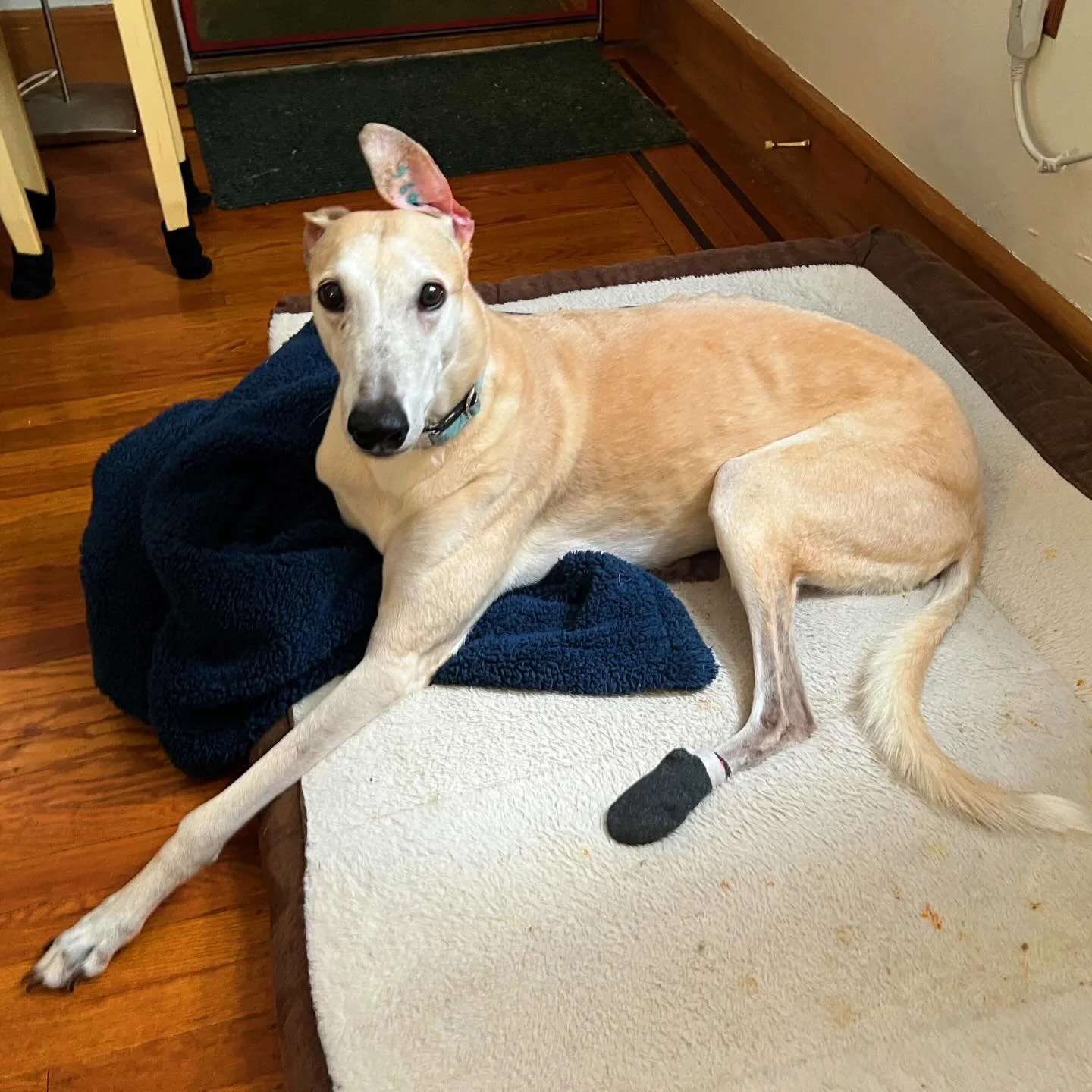 In loving memory of Gilly 💕 We absolutely loved taking care of this sweet girl and are so sad to hear she recently crossed the rainbow bridge 🌈 We&rsquo;ll never forget her beautiful greyhound soul and that one-of-a-kind ear that loved to stand tal