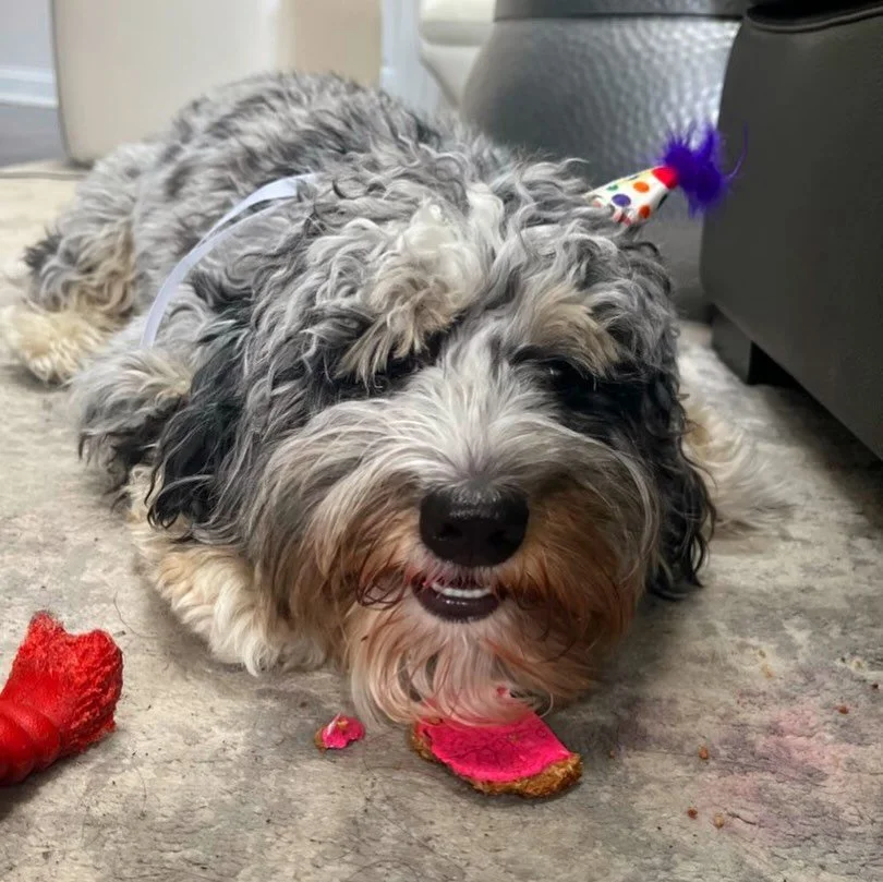 We finally got to celebrate these two birthday boys! 🥳 Goofy Henry turned 1 year old on Dec 22, and sweet Cada turned 9 years old on Jan 2! 💙 They celebrated their special days with yummy cookies from @gretas_goodies&mdash;safe to say they were a h