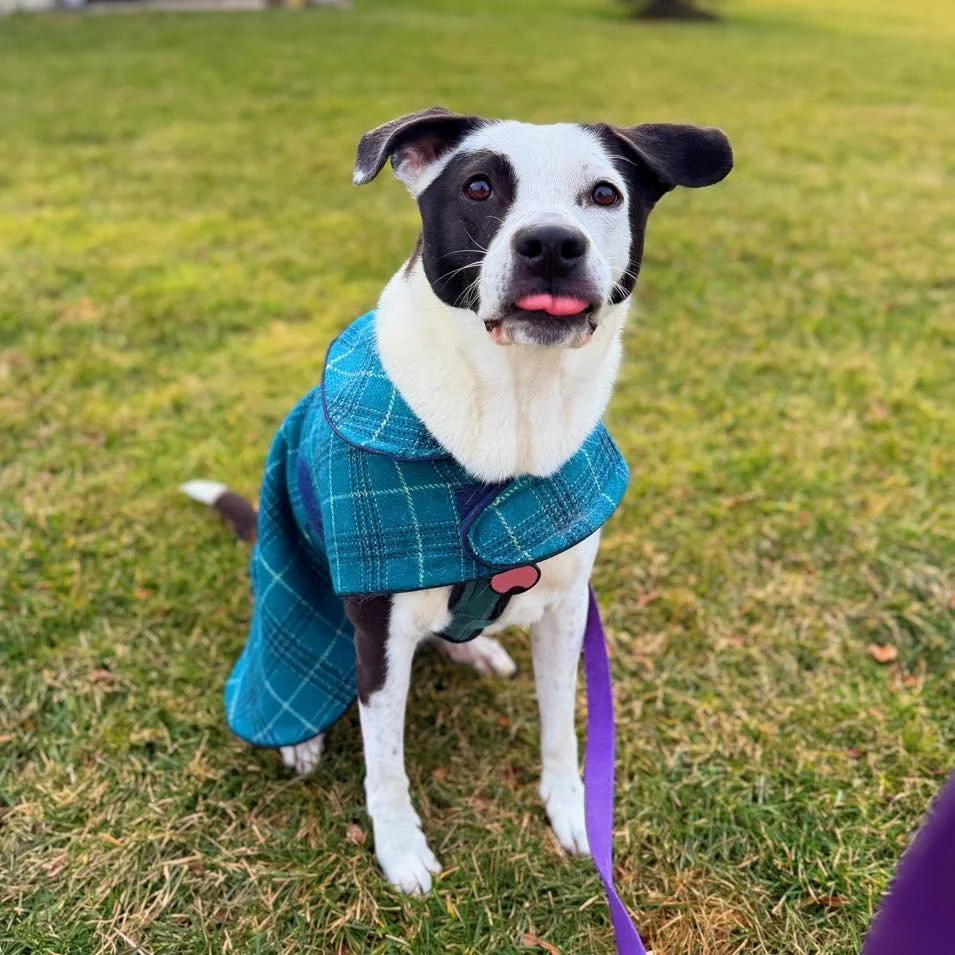 Anxious, nervous, or reactive pets deserve care that&rsquo;s patient, consistent, and understanding. 💜

🐾 Meet Frida, a Pit bull &amp; Border Collie mix. Frida is leash reactive and easily overwhelmed by new people, loud noises, other dogs, and kid