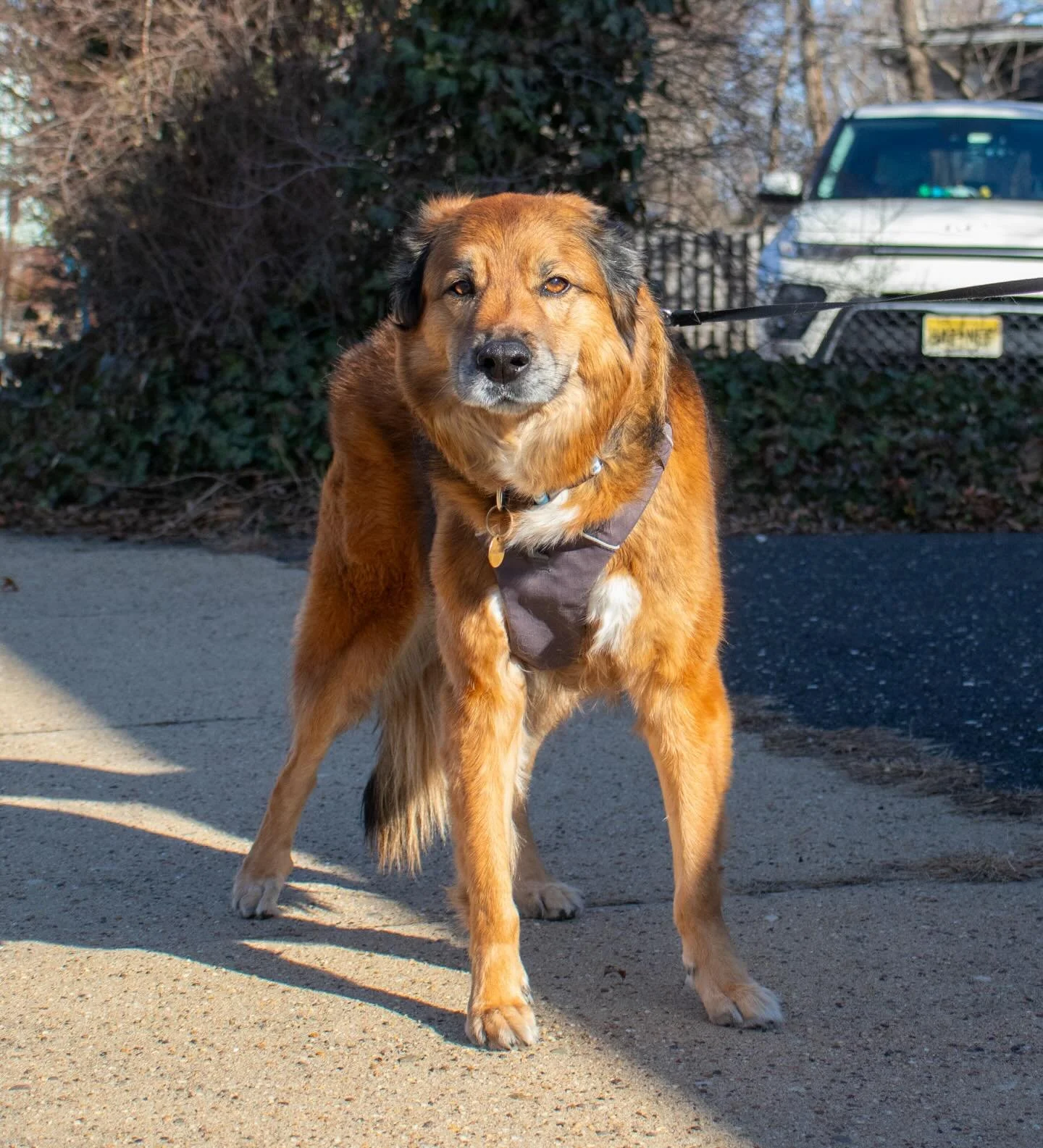 Exclusive: The pupparazi just dropped today&rsquo;s Collingswood sightings! 🐕✨

Our team made sure these VIPs (Very Important Pups) got their exercise, some fresh air, and of course, their close-ups today! 📸

There&rsquo;s nothing we love more than