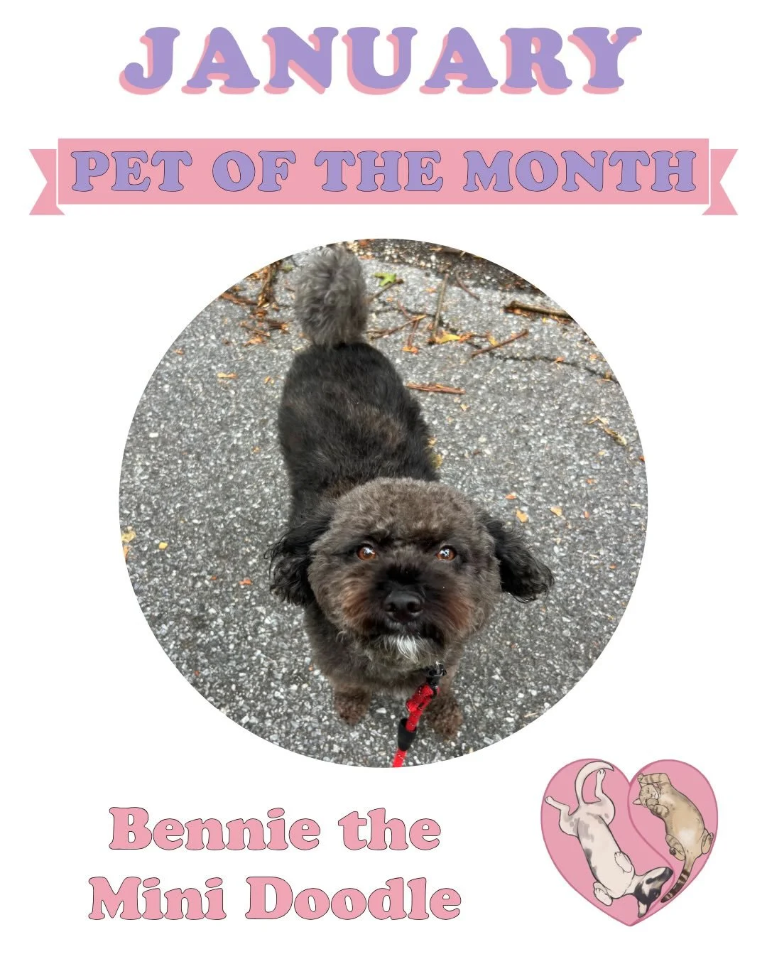 Our very first Pet of the Month for 2026 is none other than Bennie the mini doodle! 🐾 Bennie has been a part of the Paws &amp; Claws family since the very beginning in 2023! Whether it&rsquo;s our weekly visits or fun-filled overnight sleepovers, we