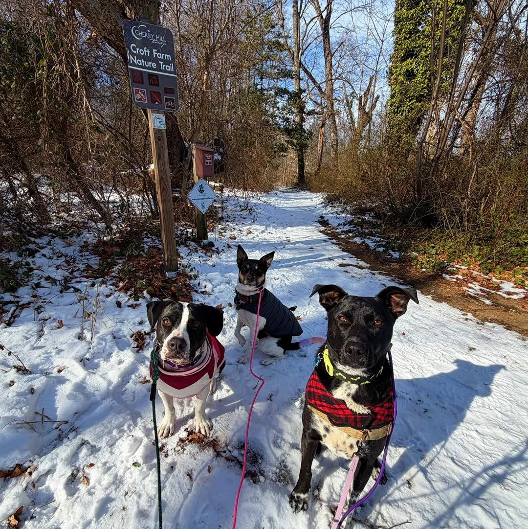 Your dog&rsquo;s favorite midday adventure just became a weekday staple. 🐾 Journeys with Juniper has officially expanded! We are now accepting bookings for adventure pack walks Monday through Friday. Whether your pup needs a mid-week energy burn or 