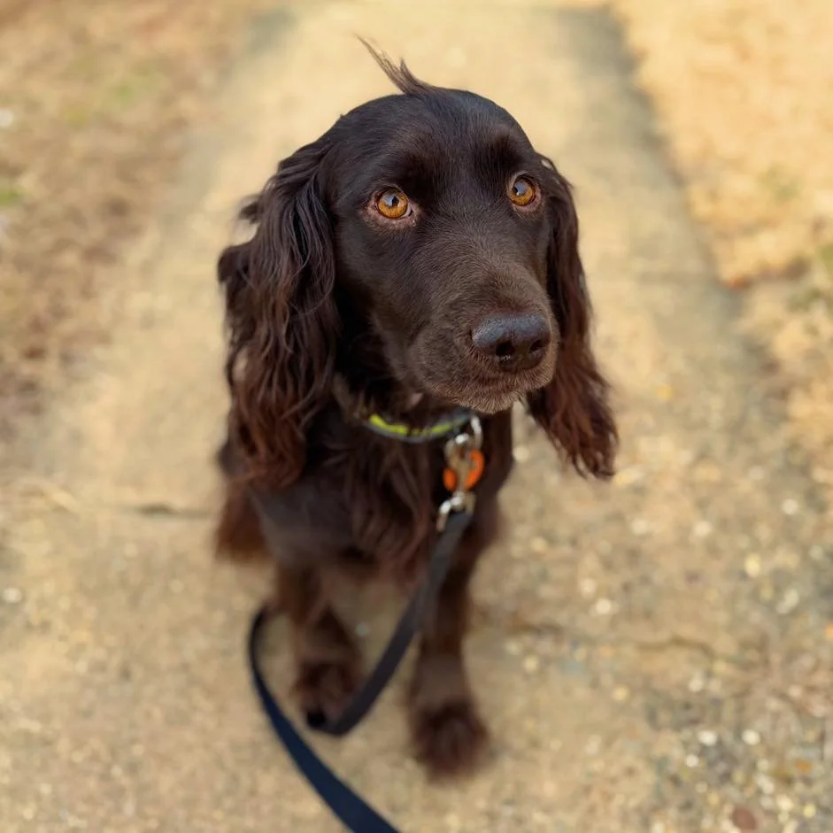 Nelson the Boykin Spaniel 🐾 Have you ever seen the little brown dog in person? They are such a fun, energetic, and rare breed. We absolutely love getting to hang out with this handsome guy! 🤎