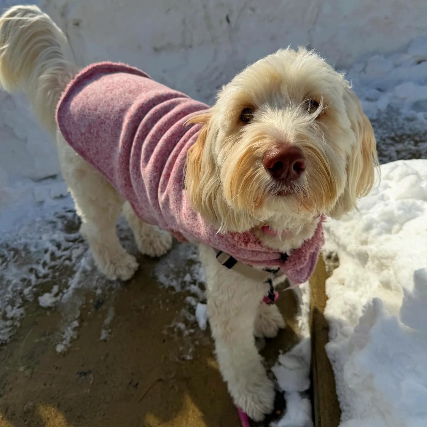 There are two types of dogs on snow days! ❄️🐶 Is your pup more like Marley&mdash;living for the snow&mdash;or Chance, happily bundled up in a warm bed? 🐾💙