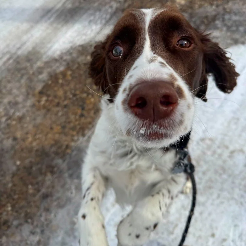 Halfway through the week with our favorite snow pups! ❄️ Hope everyone is staying safe &amp; warm!