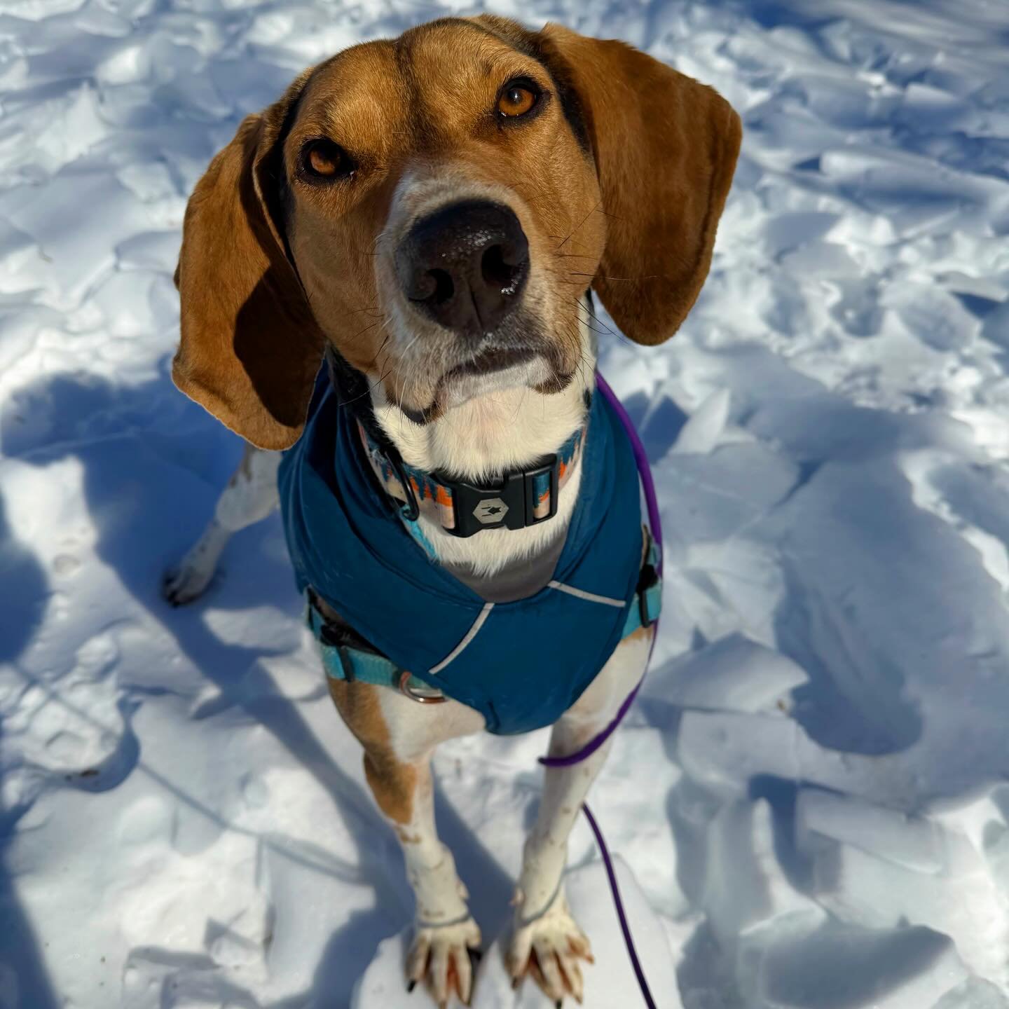 Say hello to Jethro the Treeing Walker Coonhound! He joined Juniper &amp; Willie (formerly my foster Gizmo) for a fun pack adventure today! 🐾 He had a blast with his new friends and even enjoyed a pup cup afterwards!! Want your pup to join in on the