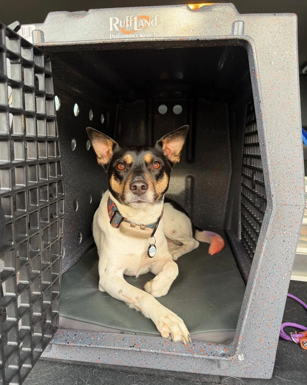 Your pet's safety is our #1 priority, no matter the destination! 🚗 From essential errands to our favorite trailheads, we ensure your pup travels in total comfort and security.

We offer customizable safety options to fit your dog's needs-whether the