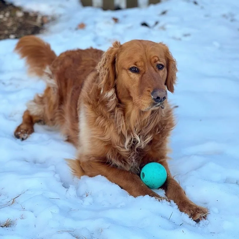 Happy National Golden Retriever Day from our Gracie Belle! ⭐️💛