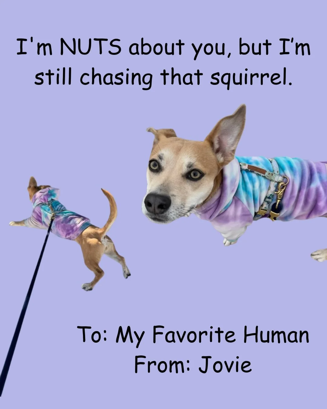 Some silly Valentine&rsquo;s Day cards from the Paws &amp; Claws Family! 🐾💕 Do you spot your pet? I had so much fun making these and wish I could make one for every client! 🤣