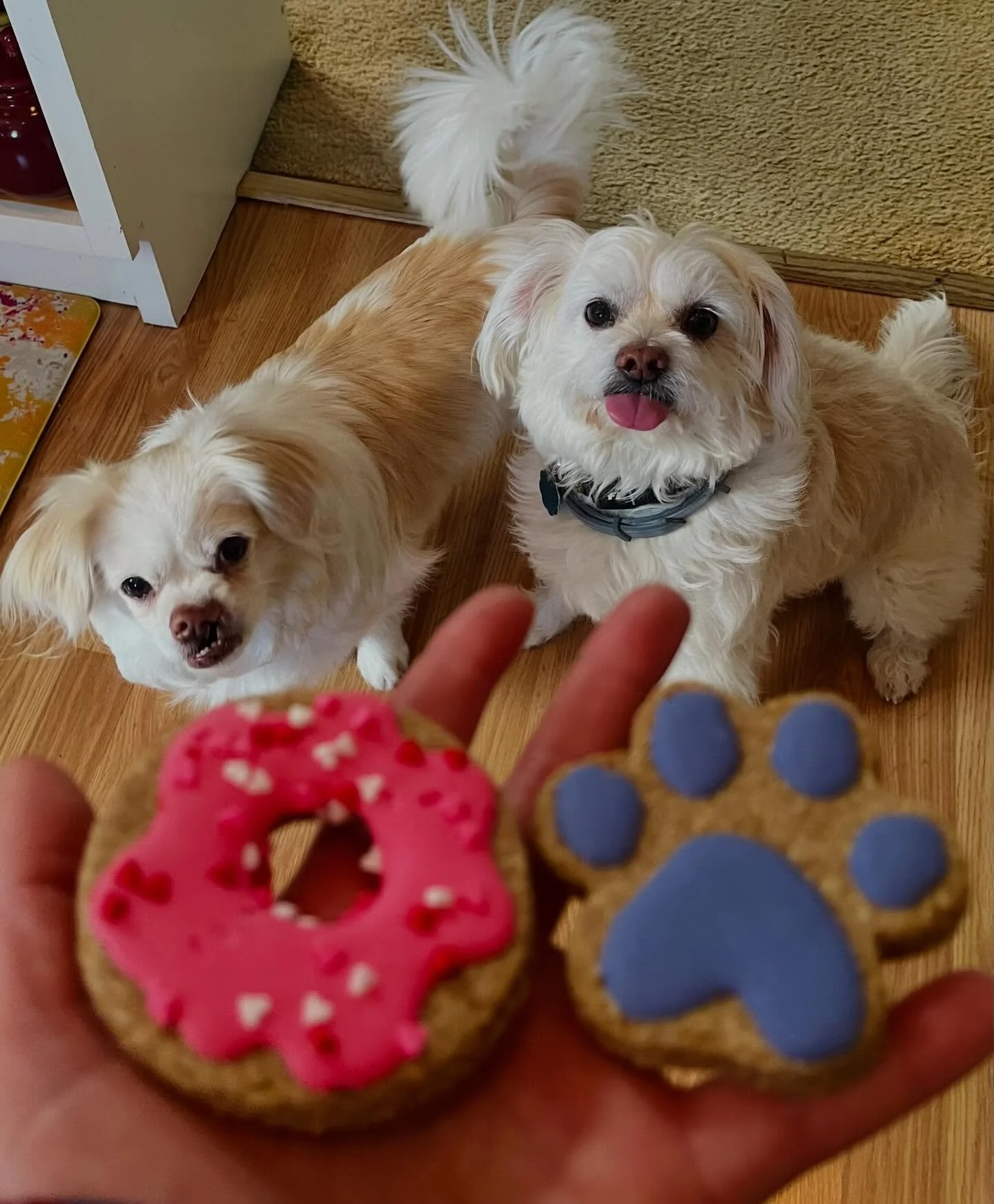 Happy Valentines Day! 💘 We love what we do and each &amp; every pet we have the pleasure of taking care of! Thank you to @gretas_goodies for always making the yummiest cookies for our pups! Also scroll to the end to see Harper celebrating his 14th b