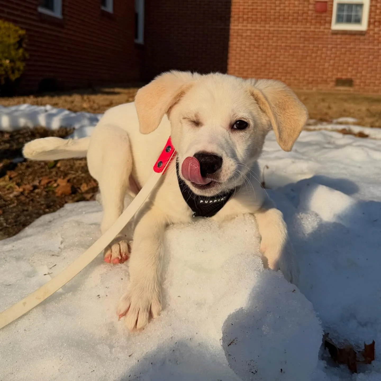 Adopt Casey!! 🐾🐶 Casey is a 12-week-old male possible lab mix puppy! He is so smart, playful and is great with other dogs, cats &amp; kids! We fostered him last weekend before his neuter appointment and he is truly such a perfect puppy! He is avail