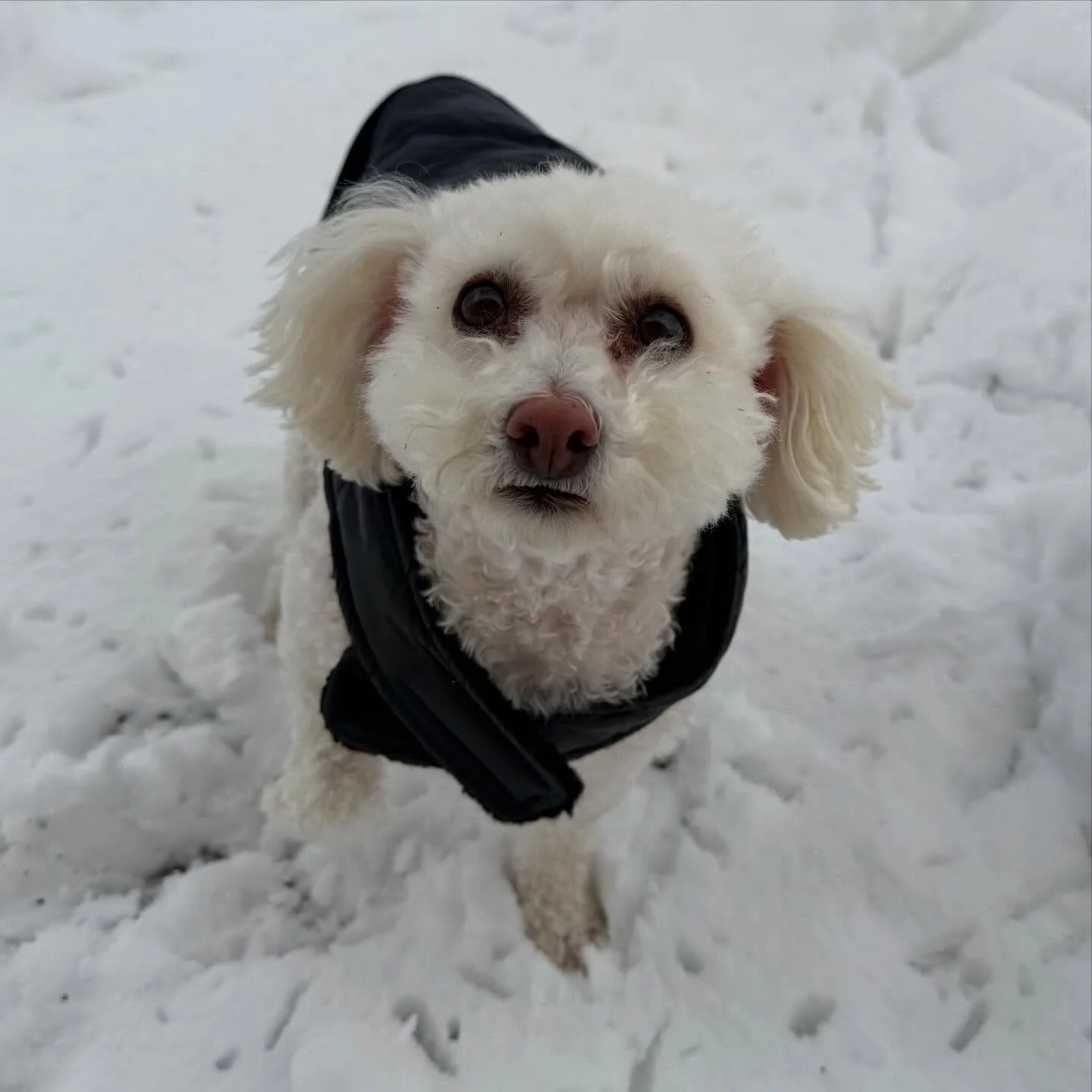 While most of the state is hunkered down, we are making sure our furry friends are safe and sound! ❄️

From our clients on vacation to our incredible essential workers who still had to head out today&mdash;we&rsquo;ve got your back! We&rsquo;ve been 