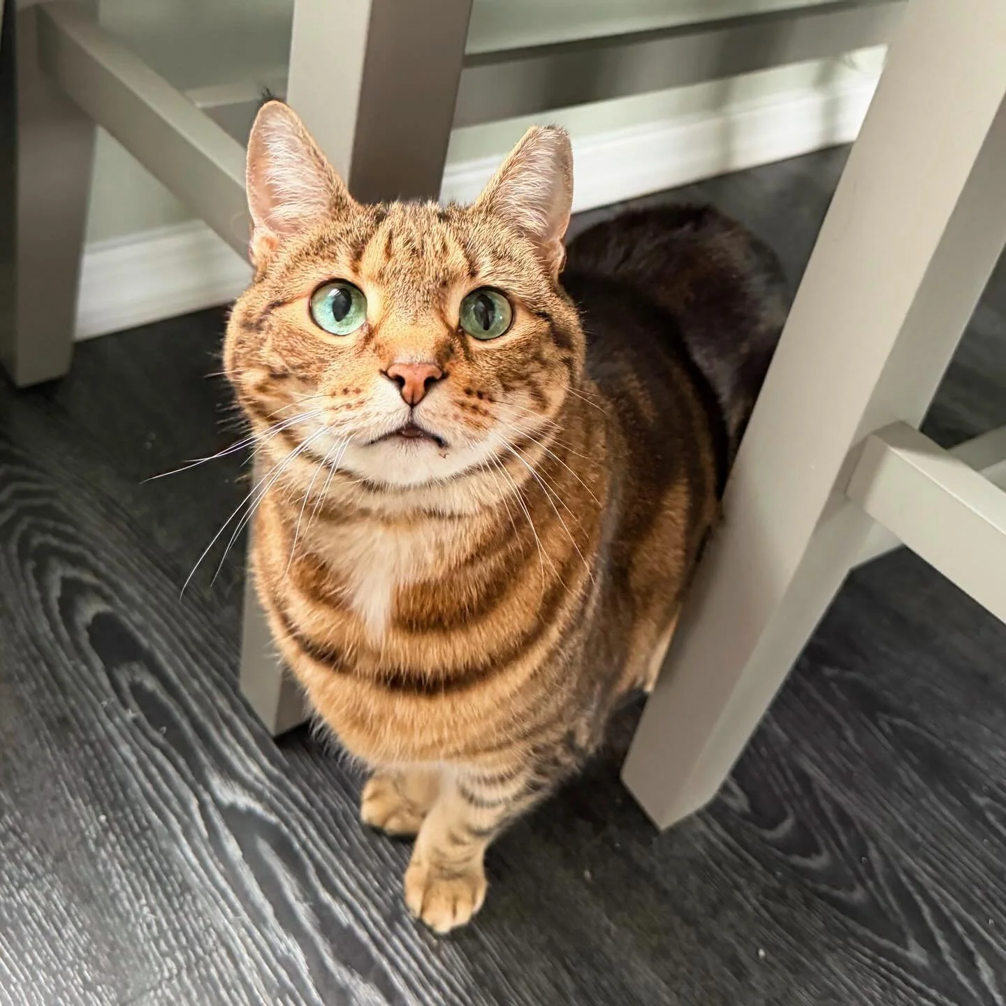 Our newest friends this past month! ✨Our schedule &amp; hearts have been so full! ❤️

Sansa, Kylo &amp; Dahlia are the cutest kitty trio! 🐈&zwj;⬛ We had a blast taking care of them a few weeks ago!

Rome is a sweet Beagle mix who is Junie&rsquo;s ne