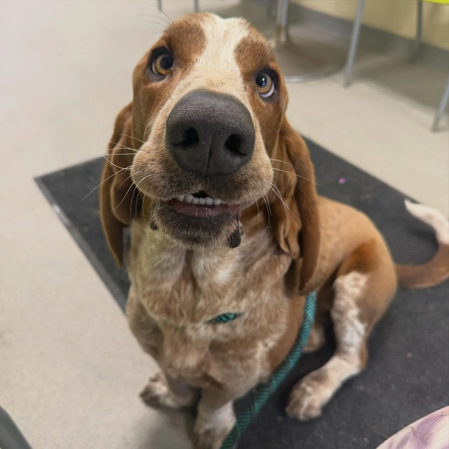 Meet the newest member of my crew: Mushroom! 🍄

He&rsquo;s Juniper&rsquo;s &ldquo;big&rdquo; baby brother and the sweetest boy you&rsquo;ll ever meet! If you know me, you know Basset Hounds are my absolute FAVORITE breed! Unfortunately Mushroom is c