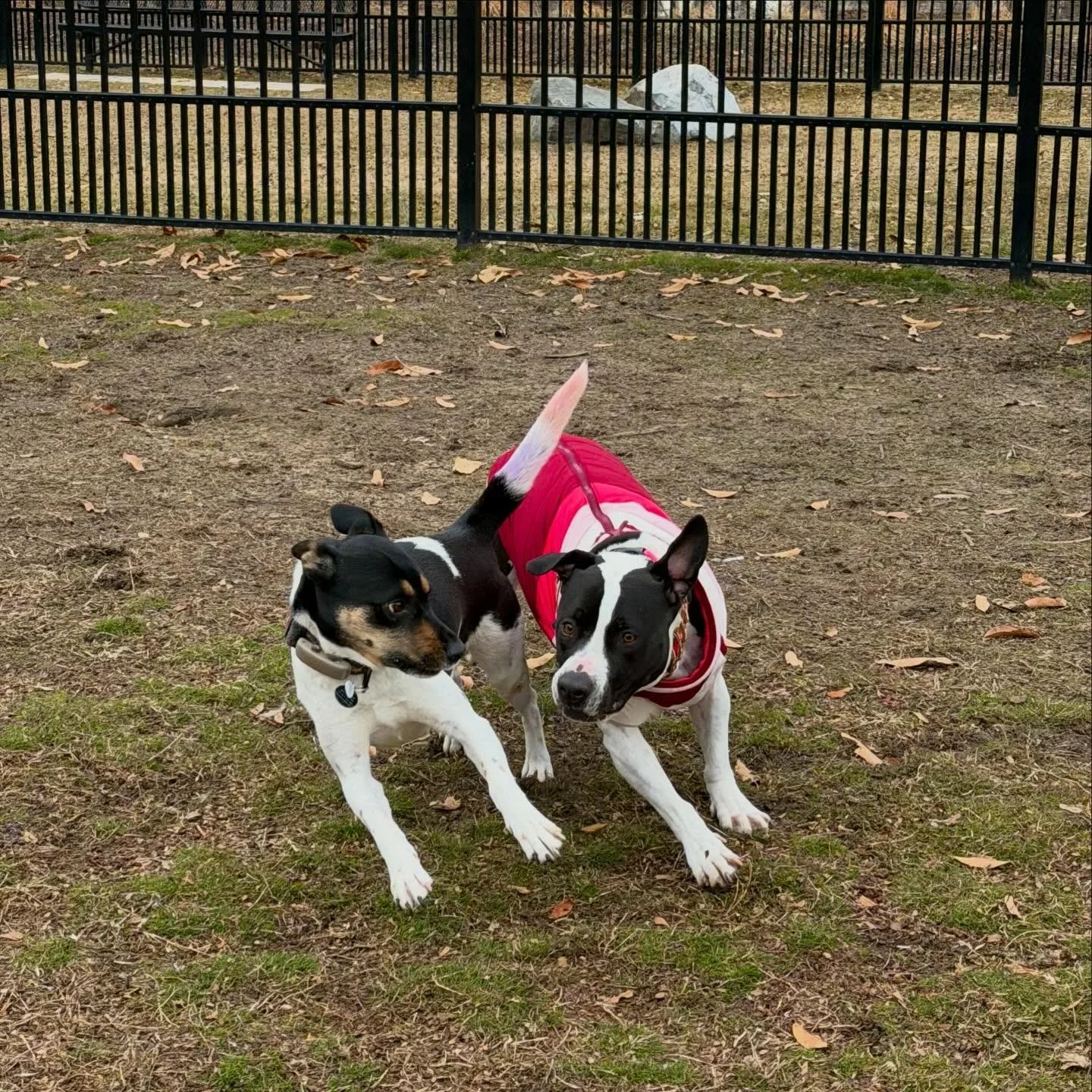 Half way through the week with these cuties! 🐾❤️