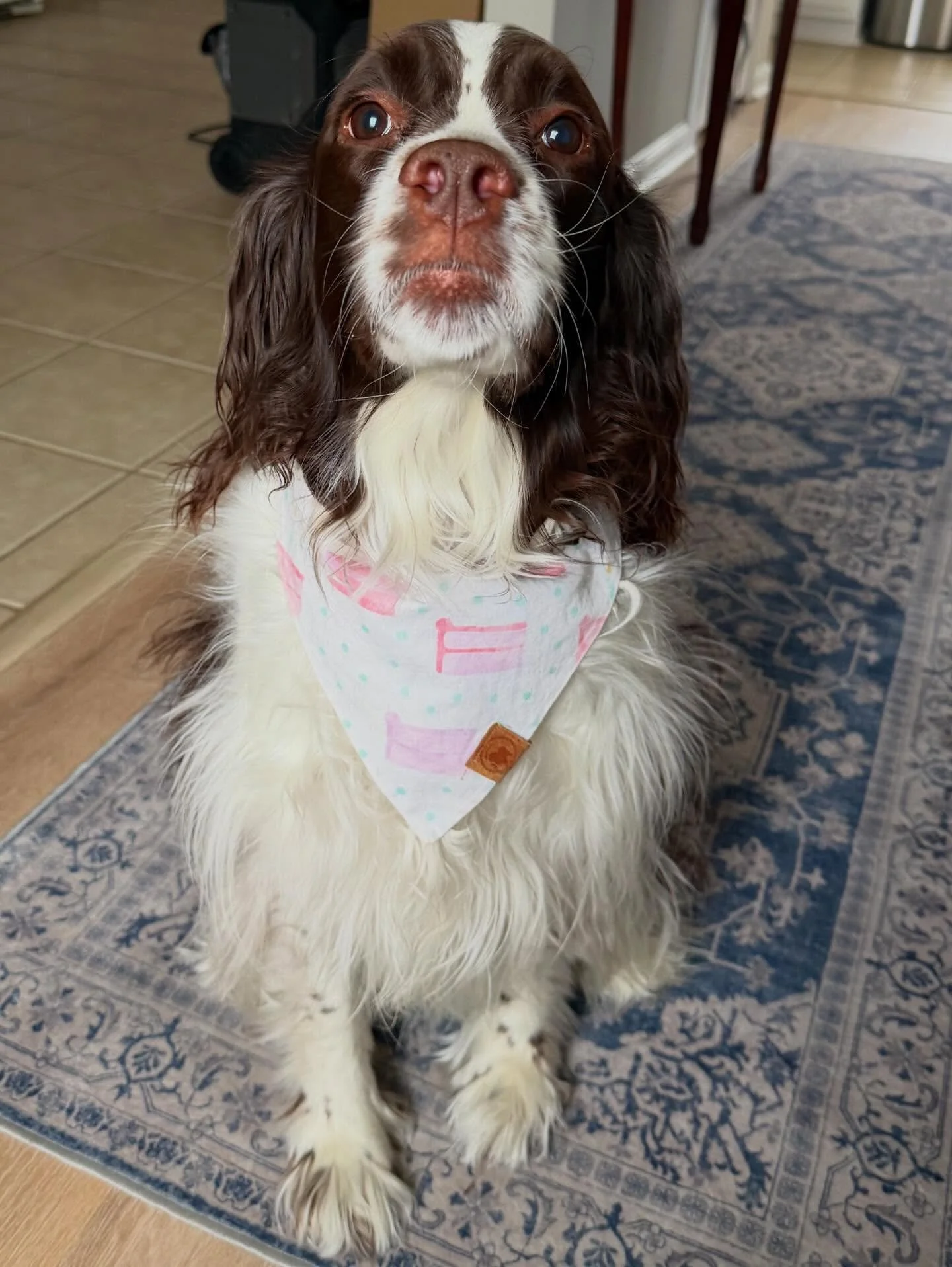 Remy girl turned 6 last week and we got to celebrate her today! 🥳 She looked adorable in her birthday bandana and absolutely loved her cookie! Happy 6th Birthday Remy!! 🩷🎂