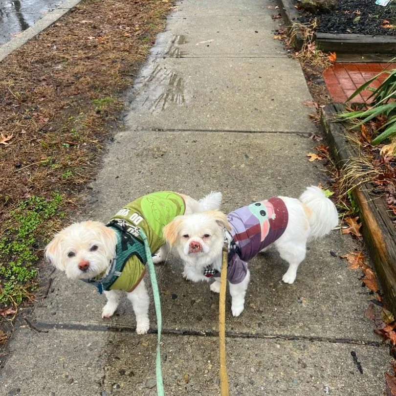🌦️The weather in South Jersey has been keeping us on our toes! Artie &amp; Marmie are showing off their rainy, snowy, and sunny adventures this week! 🐾 Which look is your favorite?