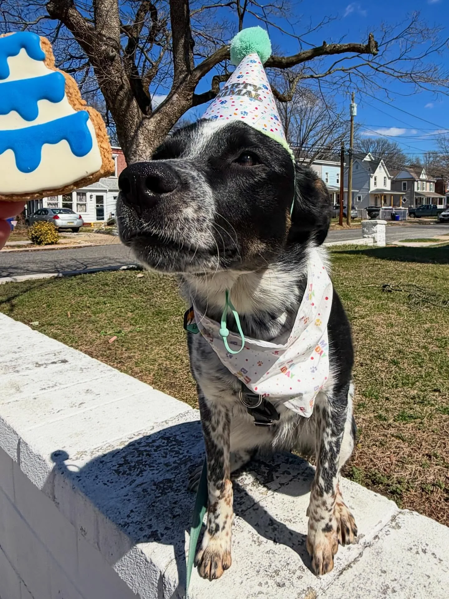 Happy 1st Birthday to Asher!! 🩵🎂 This sweet boy absolutely devoured his birthday cookie to celebrate his big day!! 1️⃣🥳