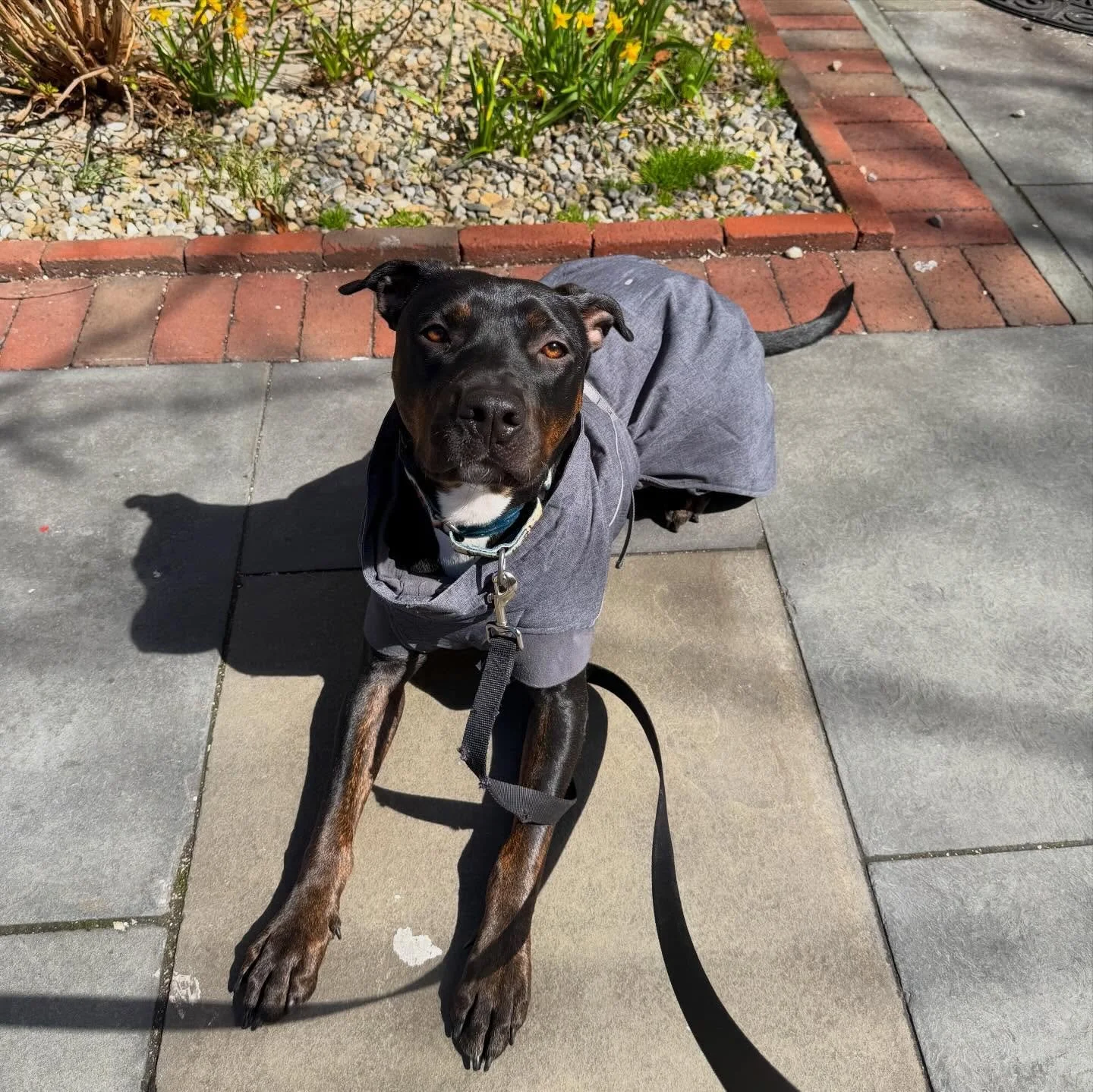 Happy first day of Spring! 🌺☀️ We are so ready for more sunshine, longer days, and all the flowers blooming in the neighborhood! There&rsquo;s nothing like a spring breeze to get the pups extra excited for their walks! Here&rsquo;s to a season of ha