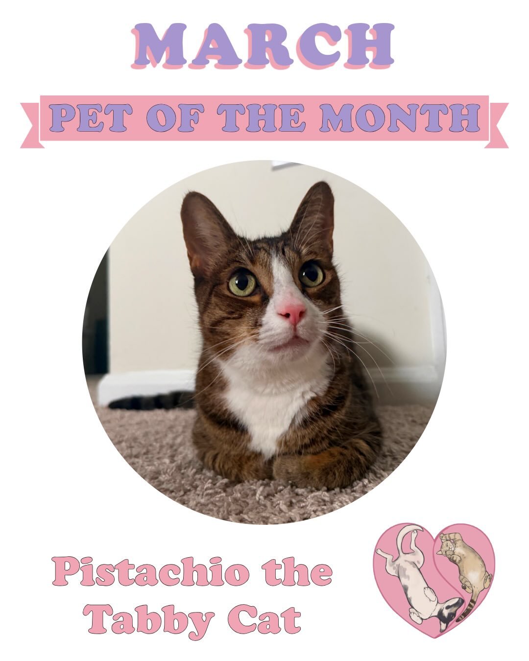 Our March Pet of the Month is Pistachio! 💚 This 8-year-old dsh tabby cat is the definition of a social butterfly&mdash;which is funny because his sister&rsquo;s name, Nabi, actually means 'butterfly' in Korean! 🦋 While Nabi is our shy, delicate gir