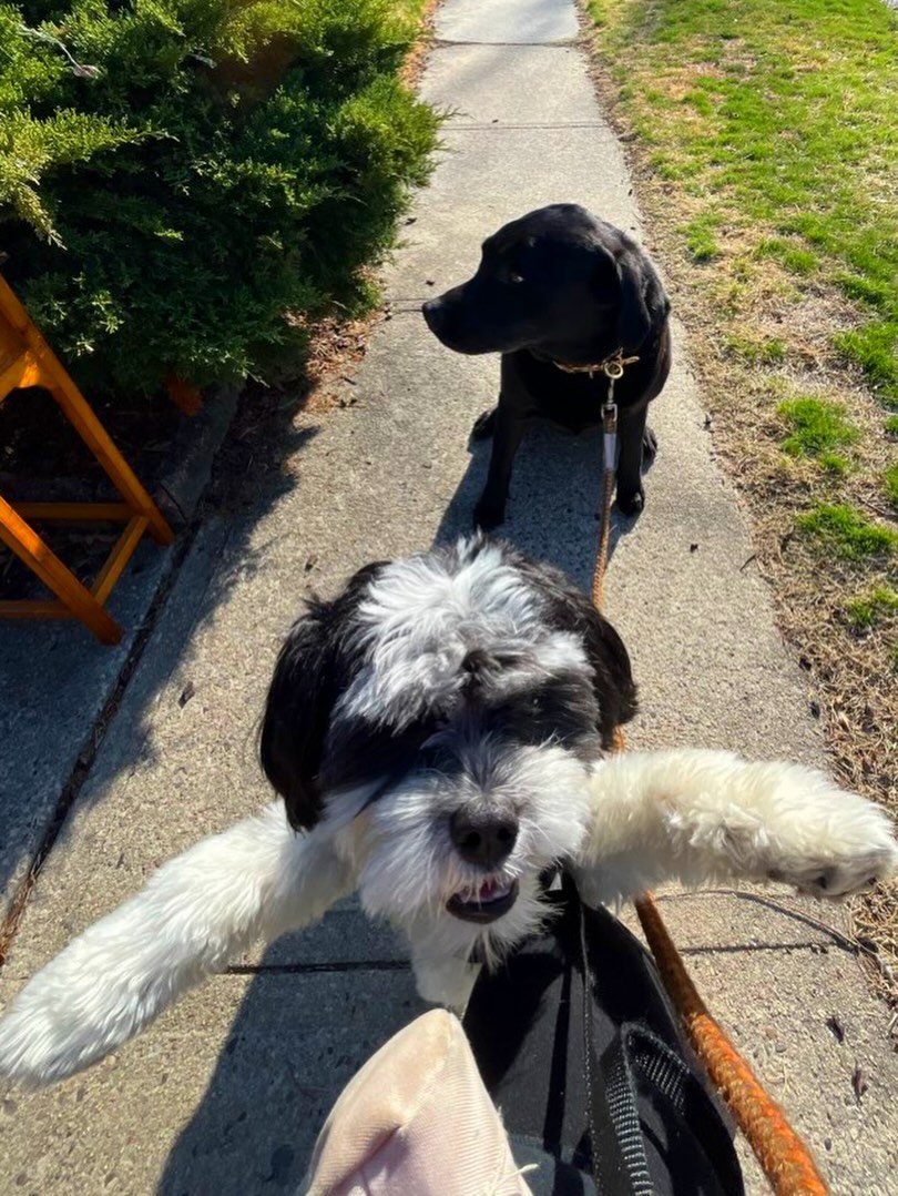 Stuck at work late or made last-minute plans? Life happens&mdash;and we&rsquo;re here for those moments! 🐾

We do our absolute best to fit in on-demand visits whenever our schedule allows.

The Details:
📲 Request via PetPocketbook
⚠️ $10 convenienc