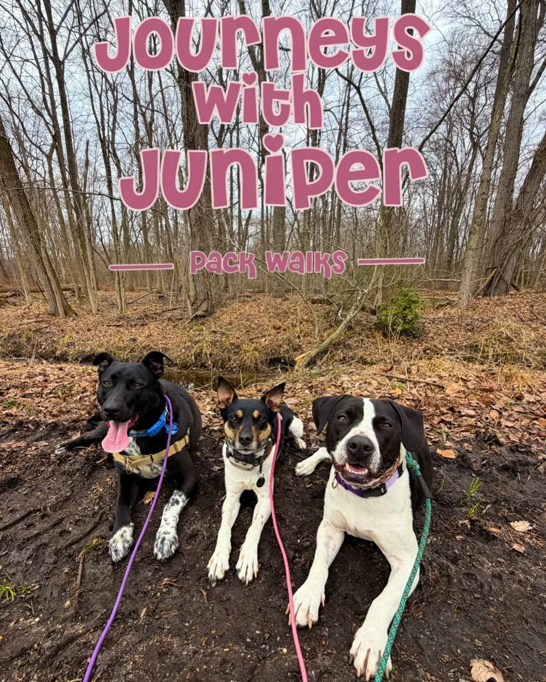 The ultimate field trip just got an upgrade! 🌲✨Journeys with Juniper now has exclusive access to private farm trails! 

We&rsquo;ve moved off the public paths and onto private acreage to give your dogs the most high-end, stress-free adventure in Sou