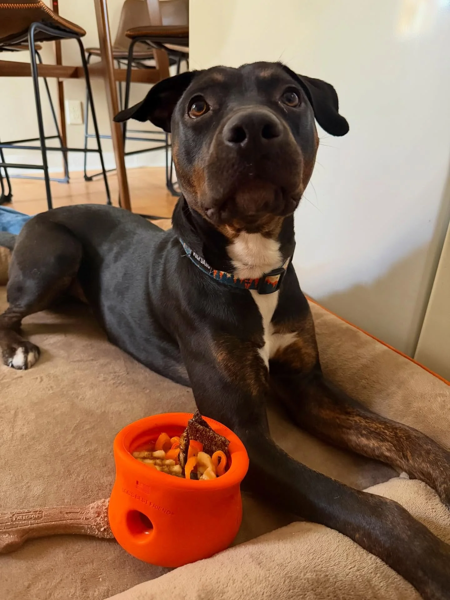 Does your dog need a little &ldquo;something extra?&rdquo; ✨

We love a good walk, but sometimes the brain needs a workout too! Licking and sniffing actually trigger a dopamine release in a dog&rsquo;s brain, which naturally lowers their heart rate a