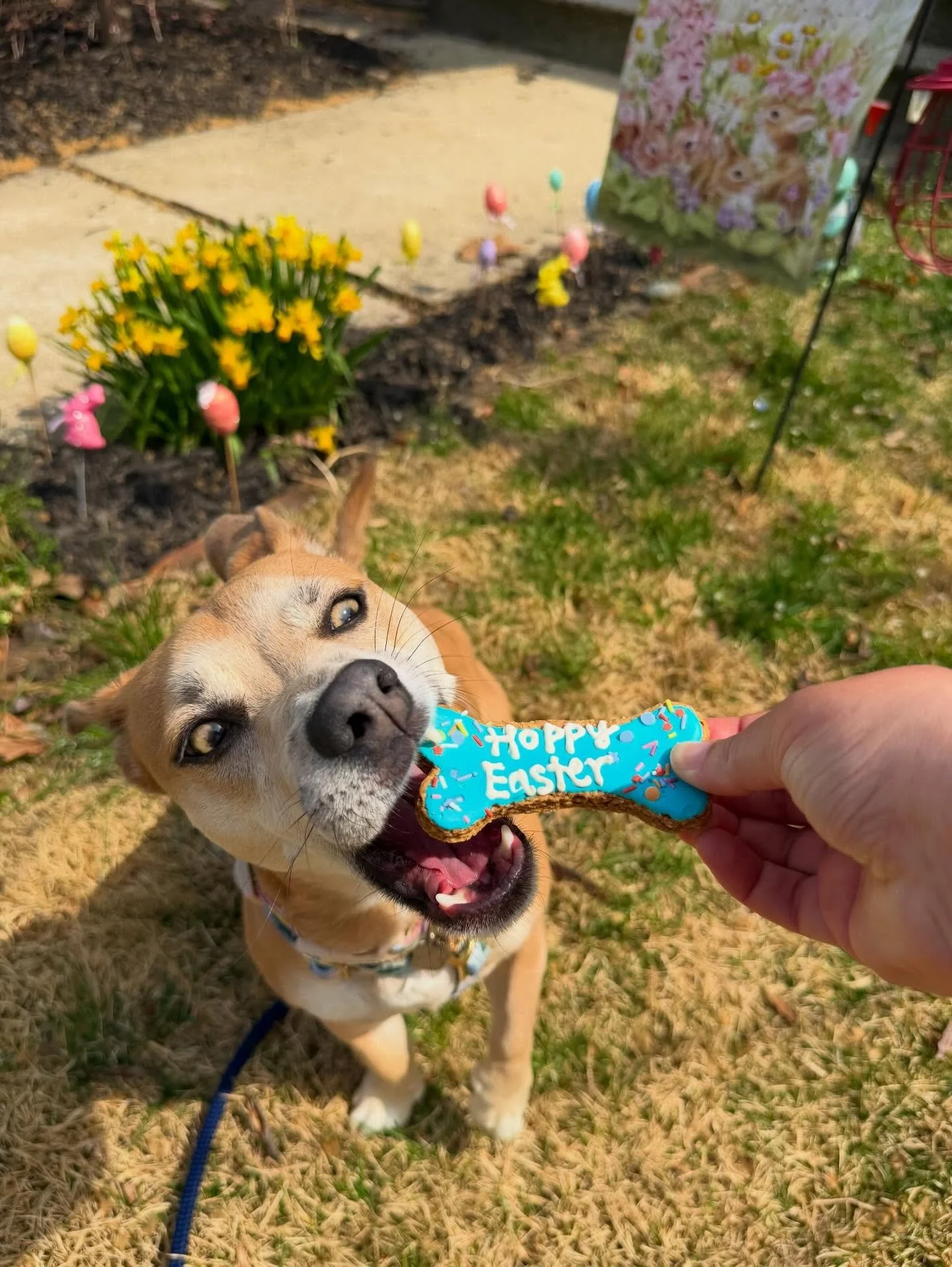Hoppy Easter!! 🐣🐰 The pups enjoyed their spring cookies to celebrate! 🌸💕