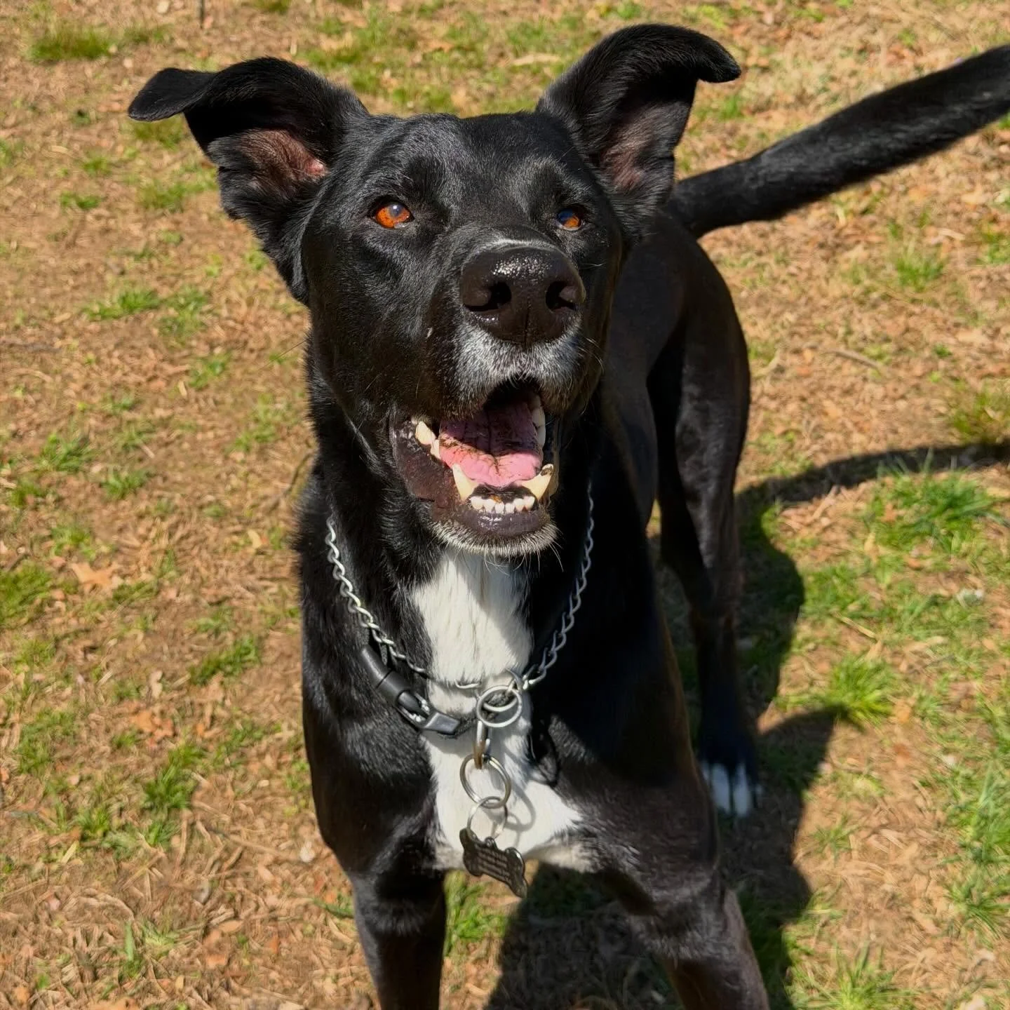 While their humans are away, the pets will stay(cation)! 🐾 We had a blast taking care of these cuties over spring break in their favorite place: home! 🏡