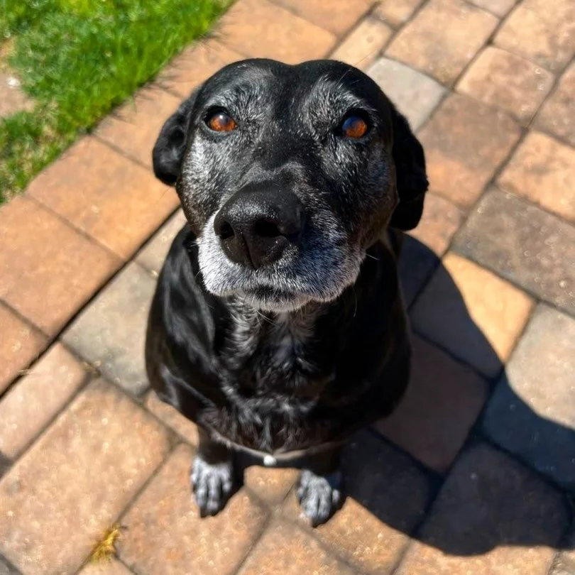 We&rsquo;ve had the pleasure of welcoming so many new dogs and cats to the Paws &amp; Claws family recently! Welcome June, Finn &amp; Melon, Kalo, Pepper, Maximus &amp; Rio, Sadie, Riley, Millie &amp; Izzy, Ella, Riley, Oscar &amp; Otis, Luna &amp; L