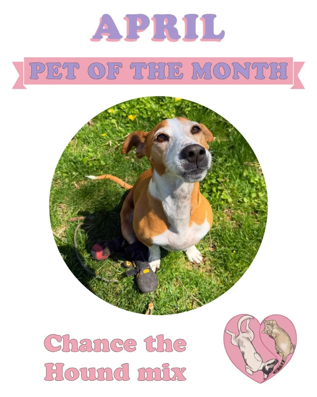 🐣 Our April Pet of the Month is the one and only &mdash; Chance! 💕 This handsome hound mix may have paralyzed back legs, but that has never stopped him for a single second! He rocks his diapers like a total fashion statement, zooms around the yard 