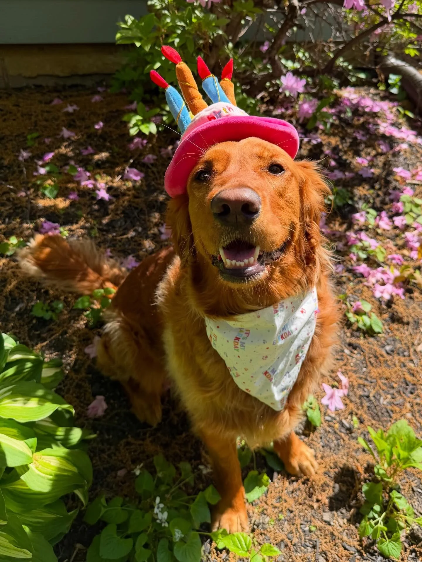 Happy 3rd Birthday to our Gracie girl! 💕🎂🥳 She got to celebrate her special day with a delicious dog cookie, a game of fetch and some playtime with her bestie Juniper! 🐾