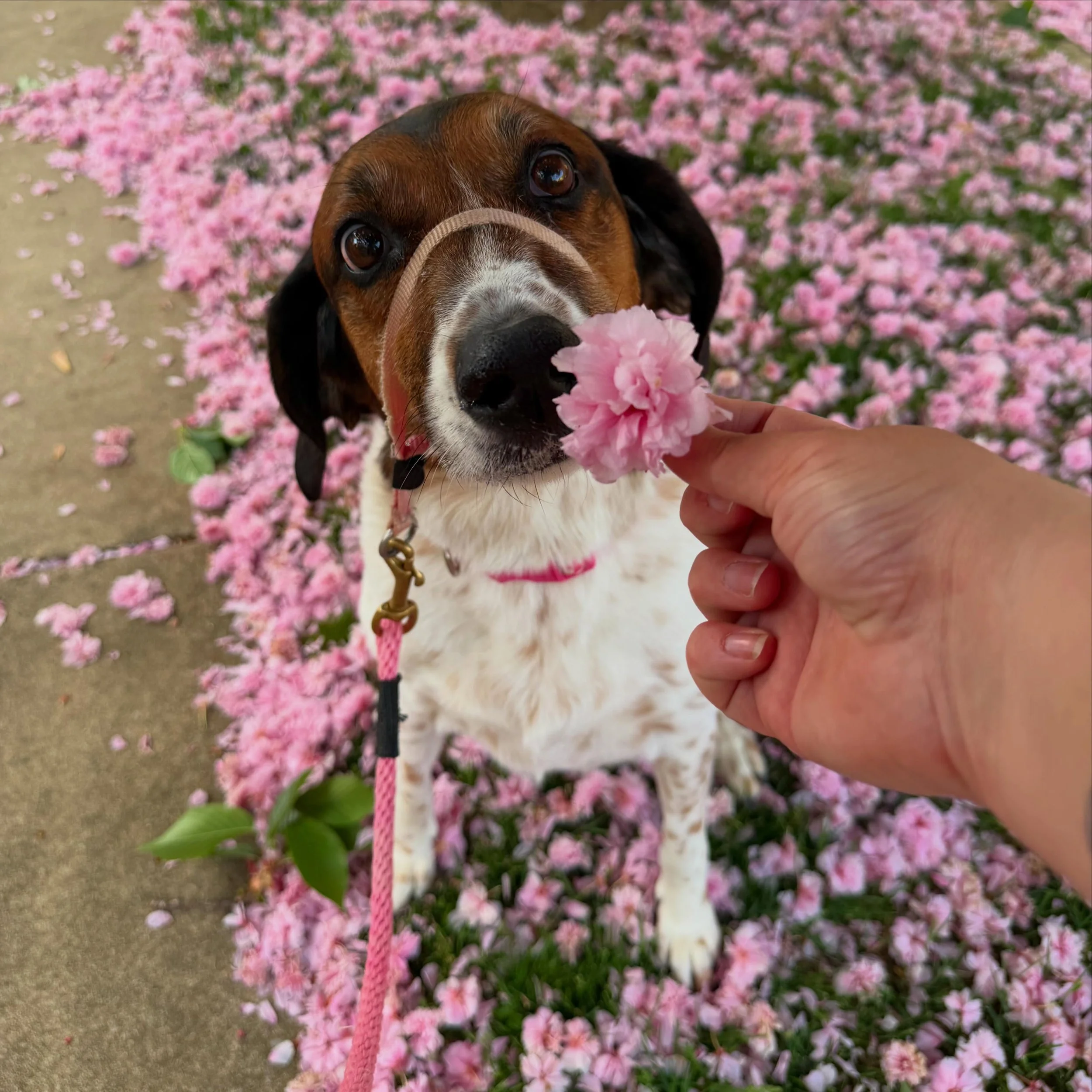 As some of you may know, I started my career in pet care at doggie daycare &amp; boarding facilities. It&rsquo;s where I fell in love with taking care of pets, and while I sometimes miss the chaos and fun of that environment, I also saw firsthand how